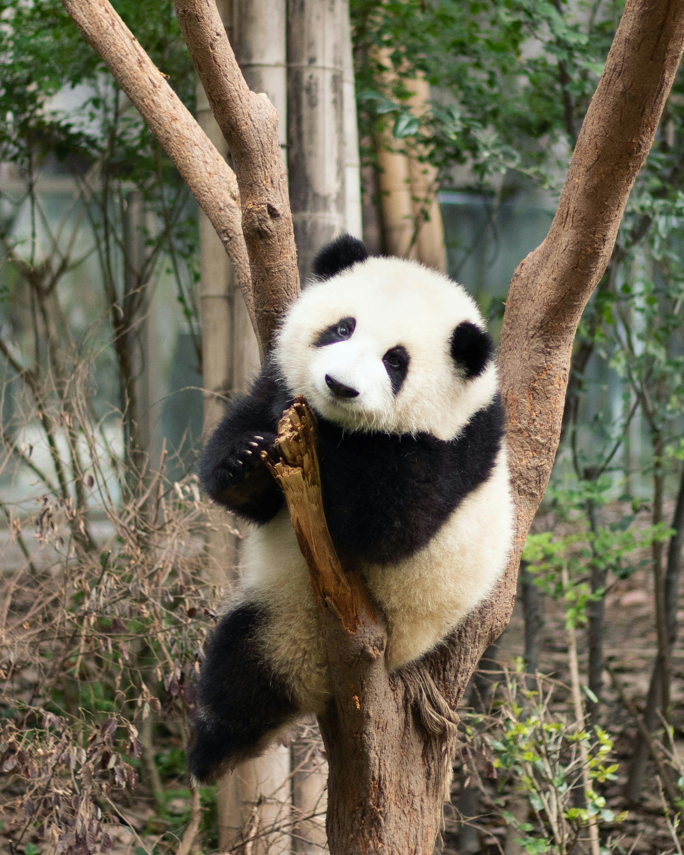 China, dia 11