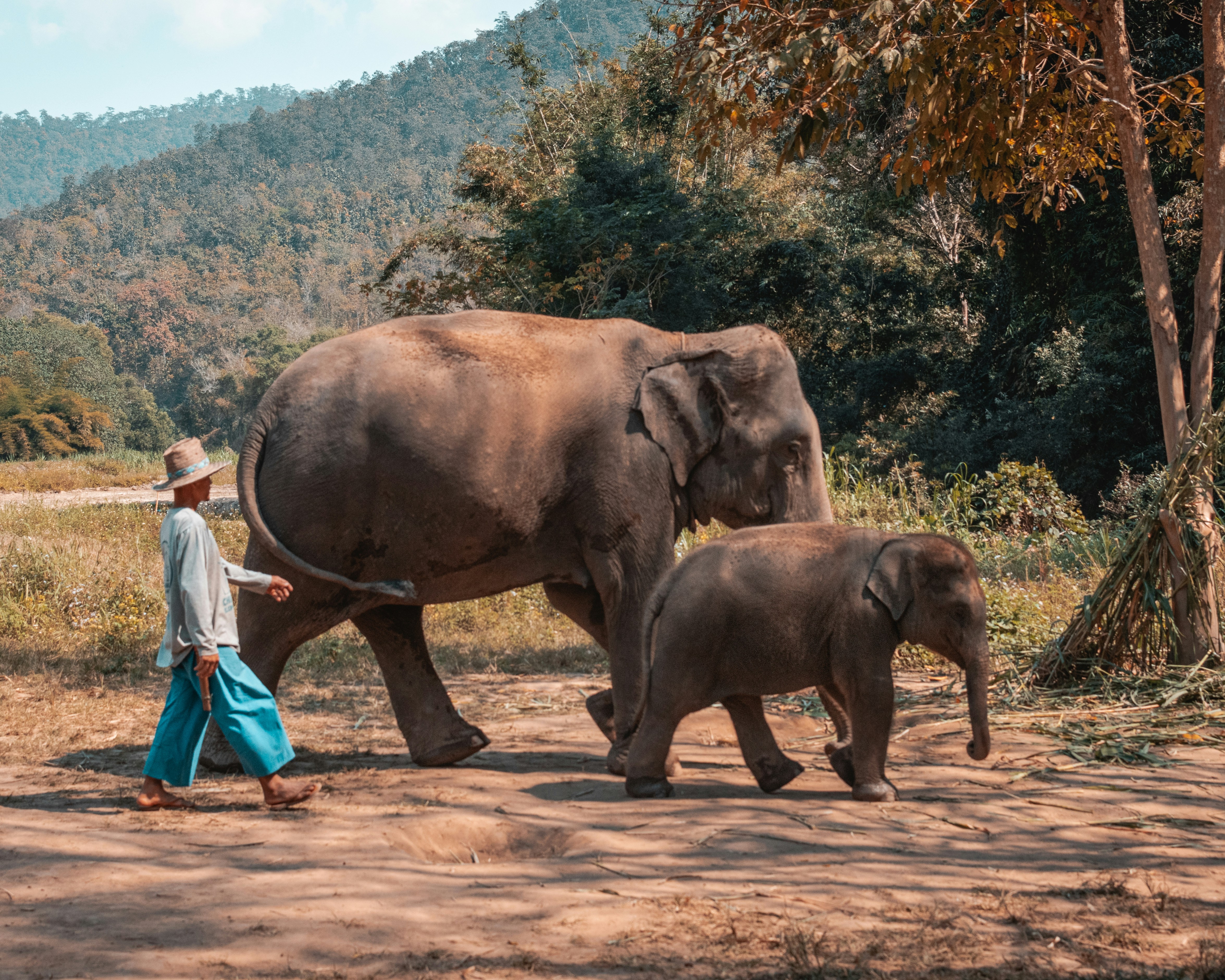 Elefantes Chiang Mai