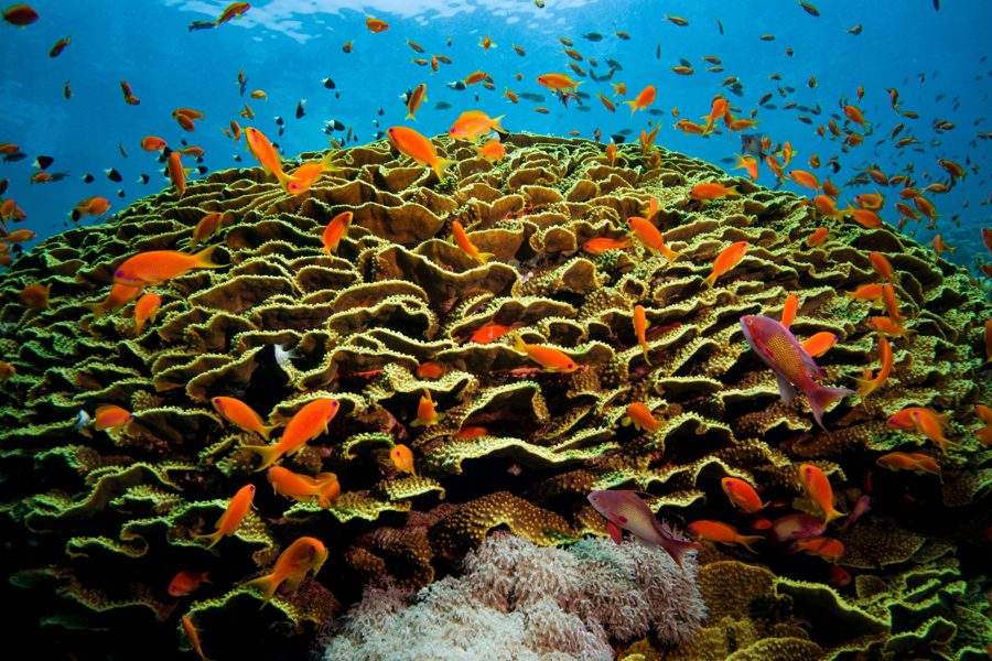 Recife de coral com peixes coloridos